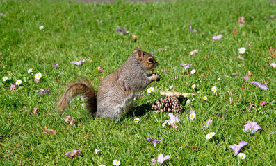 A Grey squirrel found pine nut
