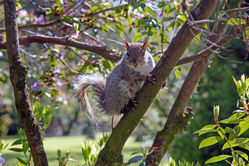 Grey Squirrel (Sciurus carolinensis) in the park, Ireland