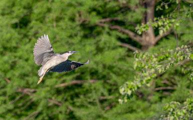 Closeup of a night heron.