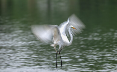 Closeup of a great egret, or white heron, in summer.
