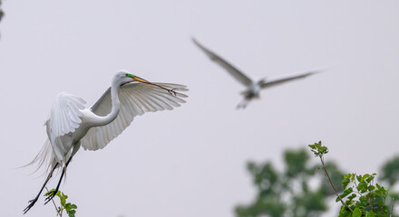 Closeup of a great egret, or white heron, in summer.