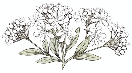 Valeriana officinalis outlined sketch. Vintage bota