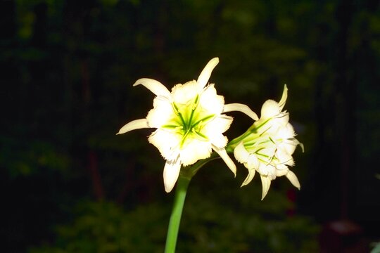 Ismene narcissiflora &lsquo;Sulphur Queen&rsquo; (Hymenocallis narcissiflora &lsquo;Sulphur Queen&rsquo;) - Yellow Peruvian Daffodil, Ismene Lily
