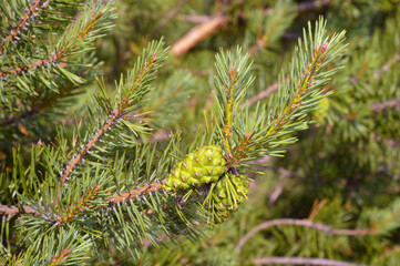 Young pine cones close up.