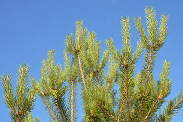 Pine branches against sky.