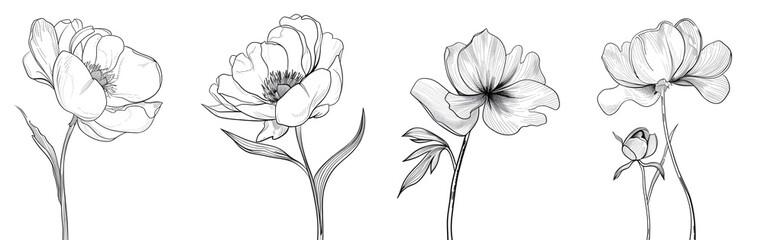 Peony flowers isolated illustration, wildflowers for background, abstract botanical art, simple minimalist art set.