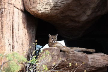 Fototapeta premium Mountain lion resting on a rock