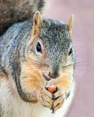 Fototapeta premium Squirrel Eating Nut