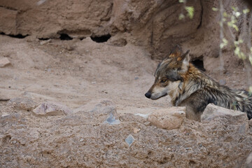 Wolf laying in the sand