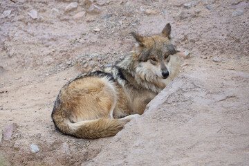 Wolf laying in the sand