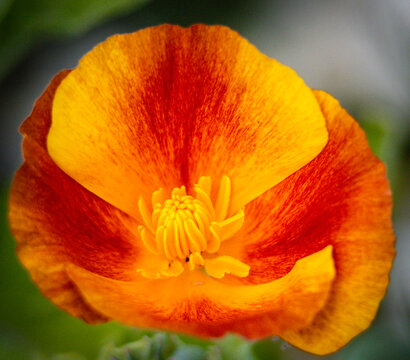 Red Flower in Garden