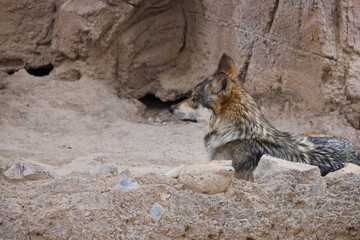 Wolf laying in the sand