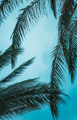 A palm tree with its leaves spread out in the sky. The sky is blue and the palm tree is the main focus of the image