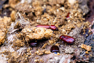Darkling beetle on rotten wood. Darkling beetle is the common name for members of the beetle family Tenebrionidae, comprising over 20,000 species in a cosmopolitan distribution