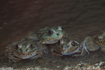 Lowland Leopard Frog in the water
