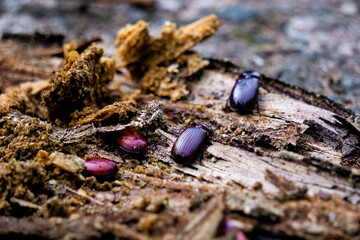 Darkling beetle on rotten wood. Darkling beetle is the common name for members of the beetle family...