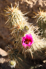 Pink cactus bloom
