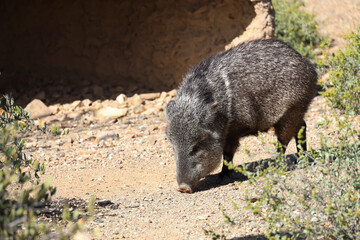 Javelina in the sunshine