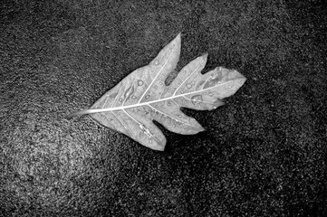 Background of a Fallen Leaf on a Cement Backdrop.