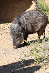 Javelina in the sunshine
