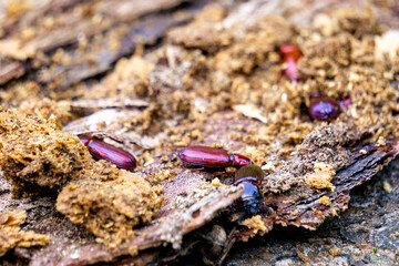 Darkling beetle on rotten wood. Darkling beetle is the common name for members of the beetle family Tenebrionidae, comprising over 20,000 species in a cosmopolitan distribution