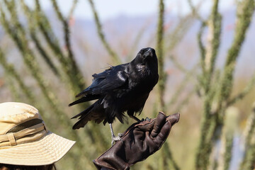 Chihuahuan Raven perched on gloved hand