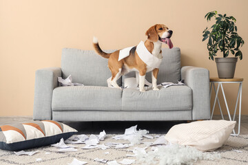 Naughty Beagle dog with torn pillow in messy living room