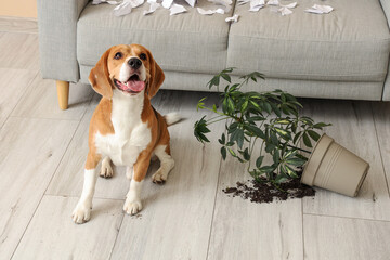 Naughty Beagle dog with torn paper and overturned houseplant sitting in messy living room