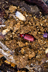 Darkling beetle on rotten wood. Darkling beetle is the common name for members of the beetle family Tenebrionidae, comprising over 20,000 species in a cosmopolitan distribution