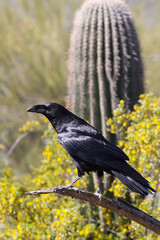 Chihuahuan Raven perched on branch