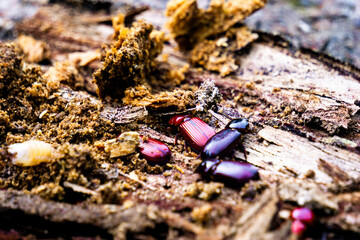Darkling beetle on rotten wood. Darkling beetle is the common name for members of the beetle family Tenebrionidae, comprising over 20,000 species in a cosmopolitan distribution