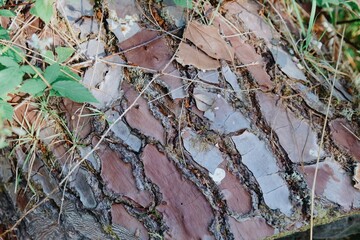 texture of pine wood bark. Oputere, Whangamata, Coromandel Peninsula, New Zealand.