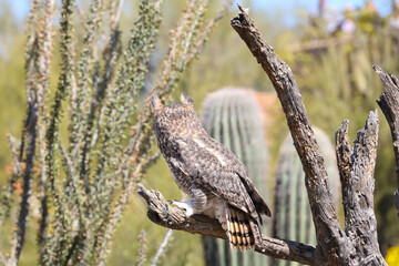Great horned owl perched on dead cactus
