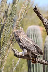 Great horned owl perched on dead cactus
