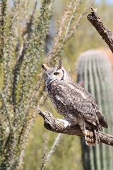 Great horned owl perched on dead cactus
