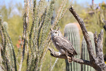 Great horned owl perched on dead cactus
