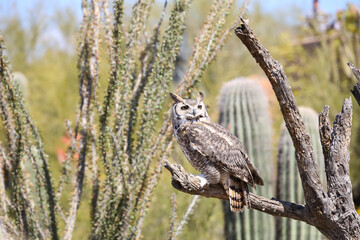 Great horned owl perched on dead cactus
