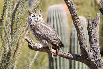 Great horned owl perched on dead cactus
