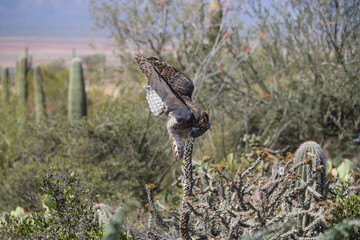 Great horned owl perched on dead cactus
