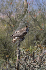 Great horned owl perched on dead cactus
