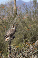 Great horned owl perched on dead cactus
