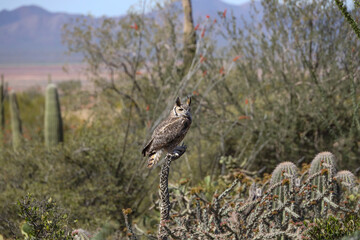 Great horned owl perched on dead cactus
