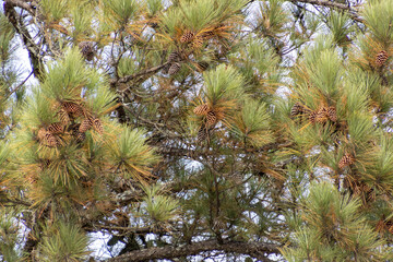 Close-up of a pine tree showcasing early signs of seasonal change in the forest.