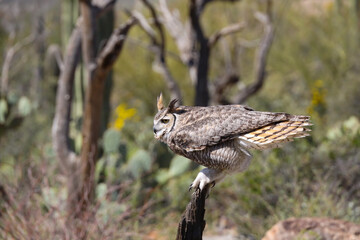 Great horned owl perched on dead cactus
