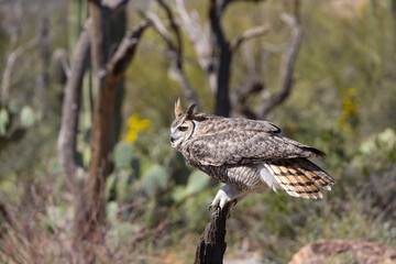 Great horned owl perched on dead cactus

