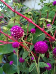 Knob Flower 2