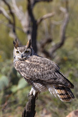 Great horned owl perched on dead cactus
