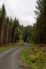 Fototapeta premium Serene forest road with timber stack