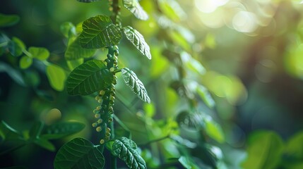 Biotechnology advances in sustainable agriculture, innovative and eco-friendly