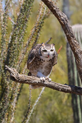 Great horned owl perched on dead cactus
